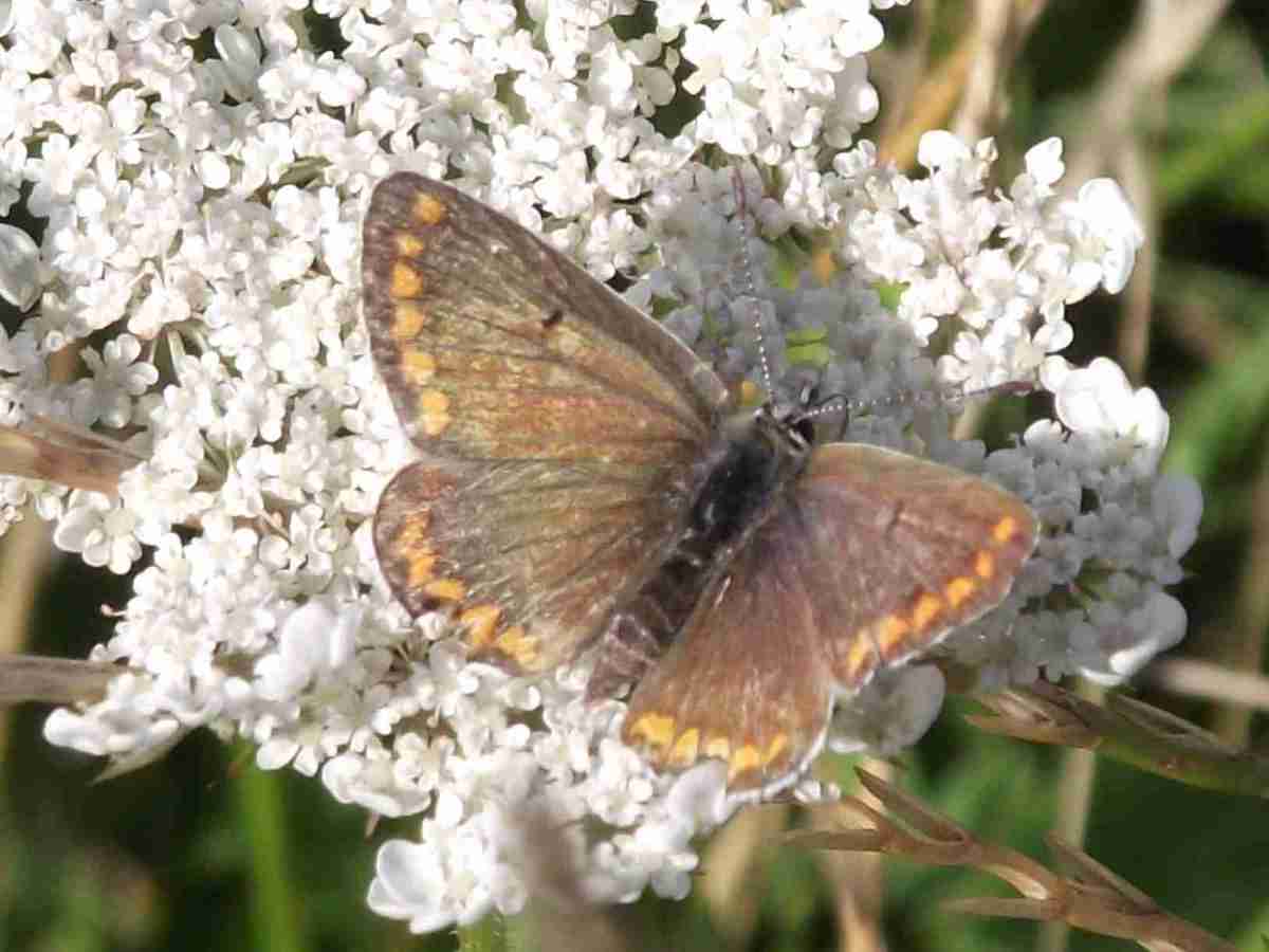 Brown Argus
